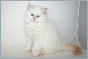 Male Siberian Kitten from Deedlebug Siberians